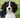 Cavalier King Charles Spaniel: Unveiling the Joys and Challenges - J.S.M