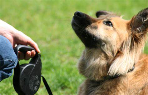 Dog Training Near You: Where to Go and What to Expect