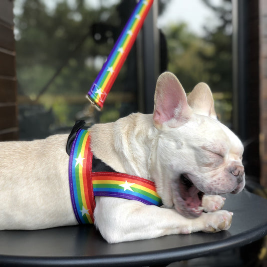 rainbow dog harness
