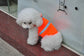 Stay Safe and Stylish: Summer Pet Clothing 