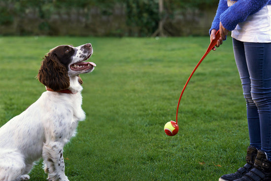 owner playing throw ball with spaniel 