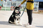 Multifunctional running dog leash Nylon cushioned stretch dog leash 