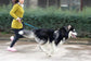 Multifunctional running dog leash Nylon cushioned stretch dog leash - J.S.MDog Walks, Dog ProductCJGX108965903CX