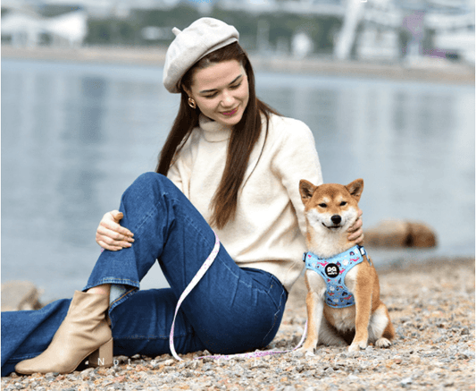 Breathable Mesh Dog Harness – Elevate Your Pup's Walks 